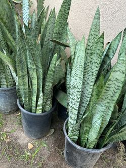 Snake Plant ) o lengua de suegra