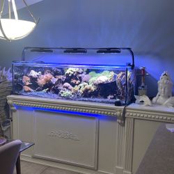 Custom 150gl Reef Ready 