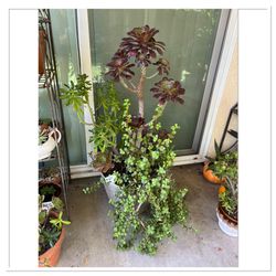 Tall Beautiful Succulent Planter