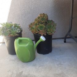 Large Succulents 