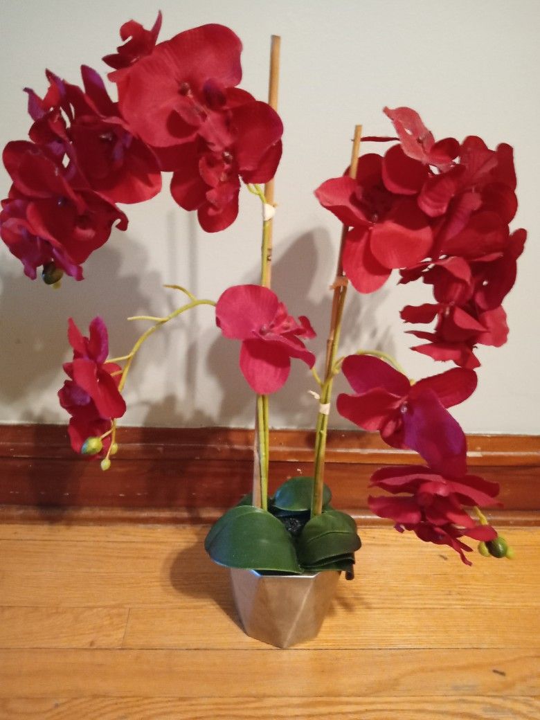Red Orchid Plant
