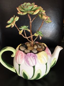 Real live succulents make great gifts