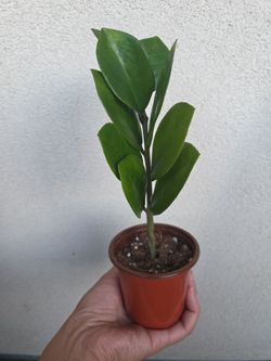 Plant