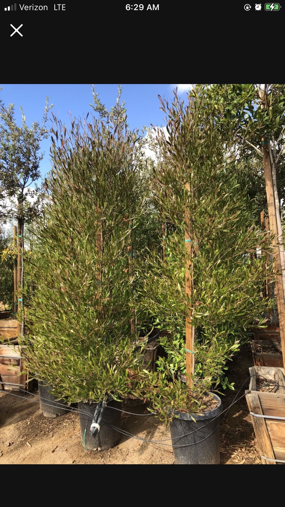 Dodonaea viscosa ‘Purpurea’ Purple Leaved Hopseed Bush, evergreen shrub , Hedge And Privacy 15gal 