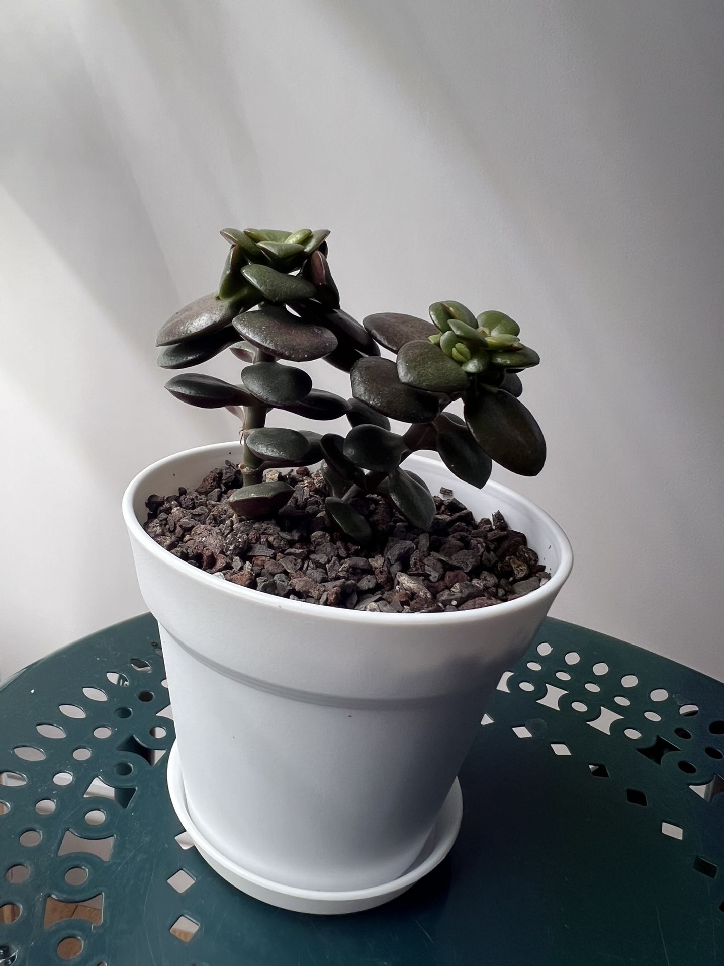 Healthy Jade Plant