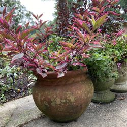 Hot Brasilien Plant With Planter Perennial 