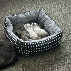 Full Tabby Kittens