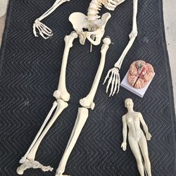 Human Spine Skeleton Medical Educational and  Professional Educational  Female Acupunture