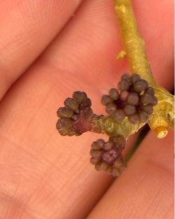 Hoya Calistrophylla with 5 peduncles