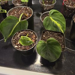 Plants Plants Plants 