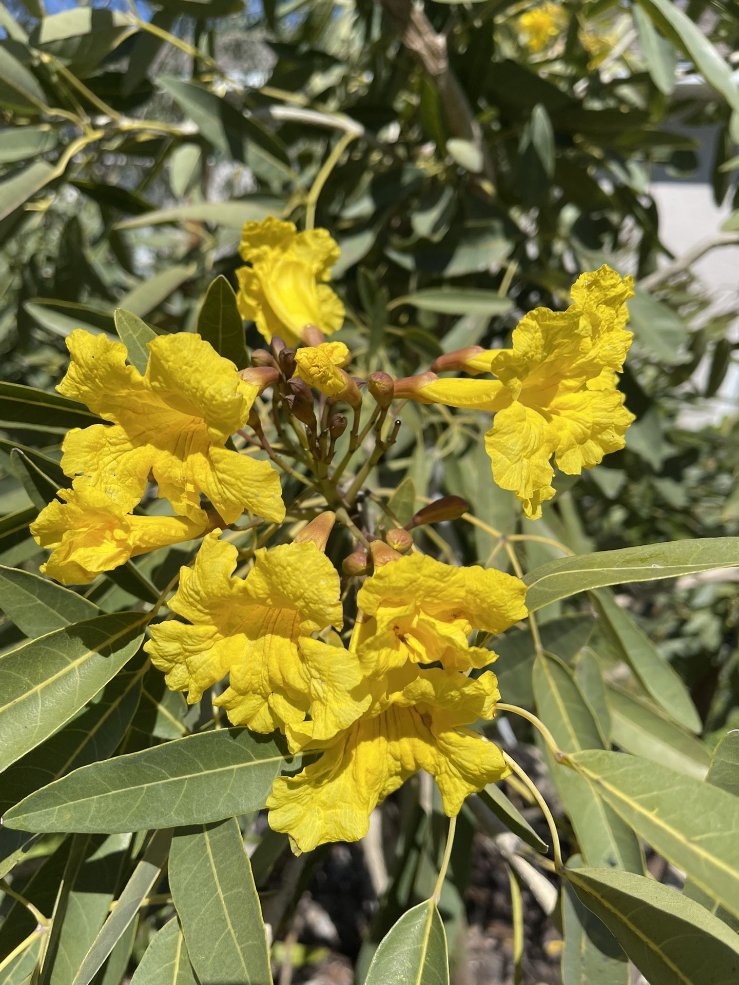 Yellow Tababuia Trees 