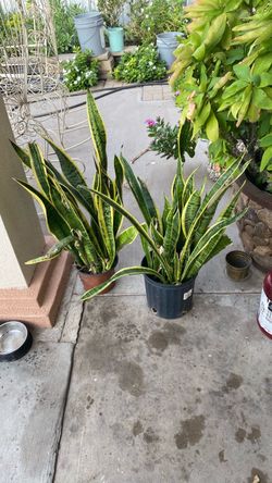 Plantas $12.00 Cada Una