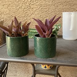 A Set Of Ceramic Pot Wandering Jew