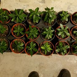 Wild Gardenia Plants 