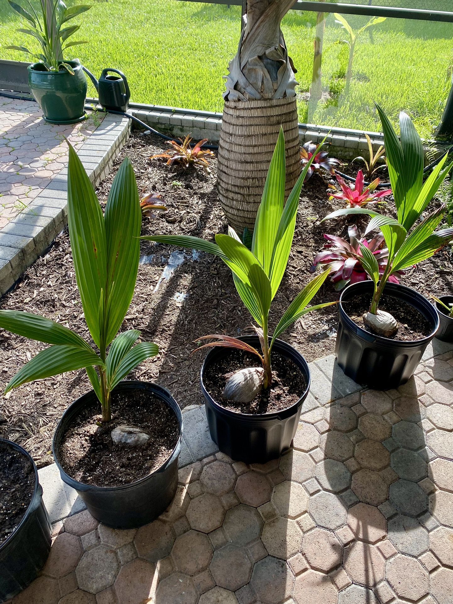 Green and Gold Malayan Dwarf Coconut Palm Trees,All Products : American Fashion Style Bags On Sale
