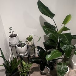 plants, planters & stands