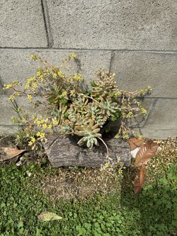 Plant