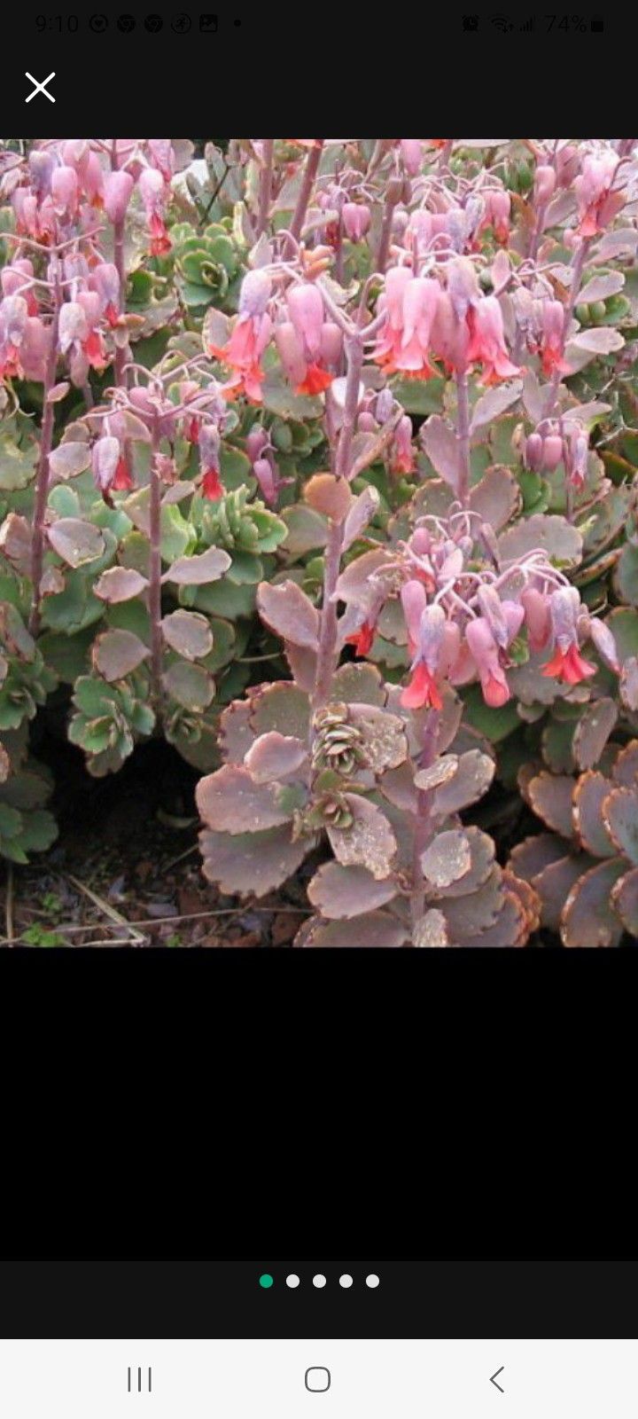 Kalanchoe Succulent
With Pocelin Pot