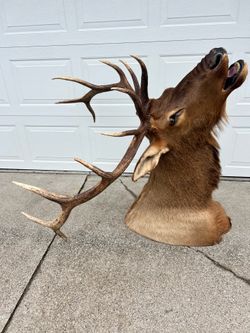 Bull elk mount