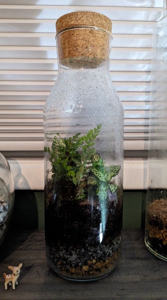 Terrarium