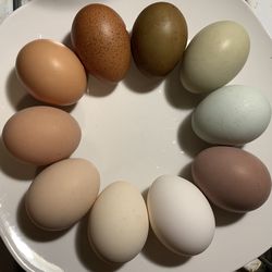 Farm Fresh Eggs (Woodbridge CT)