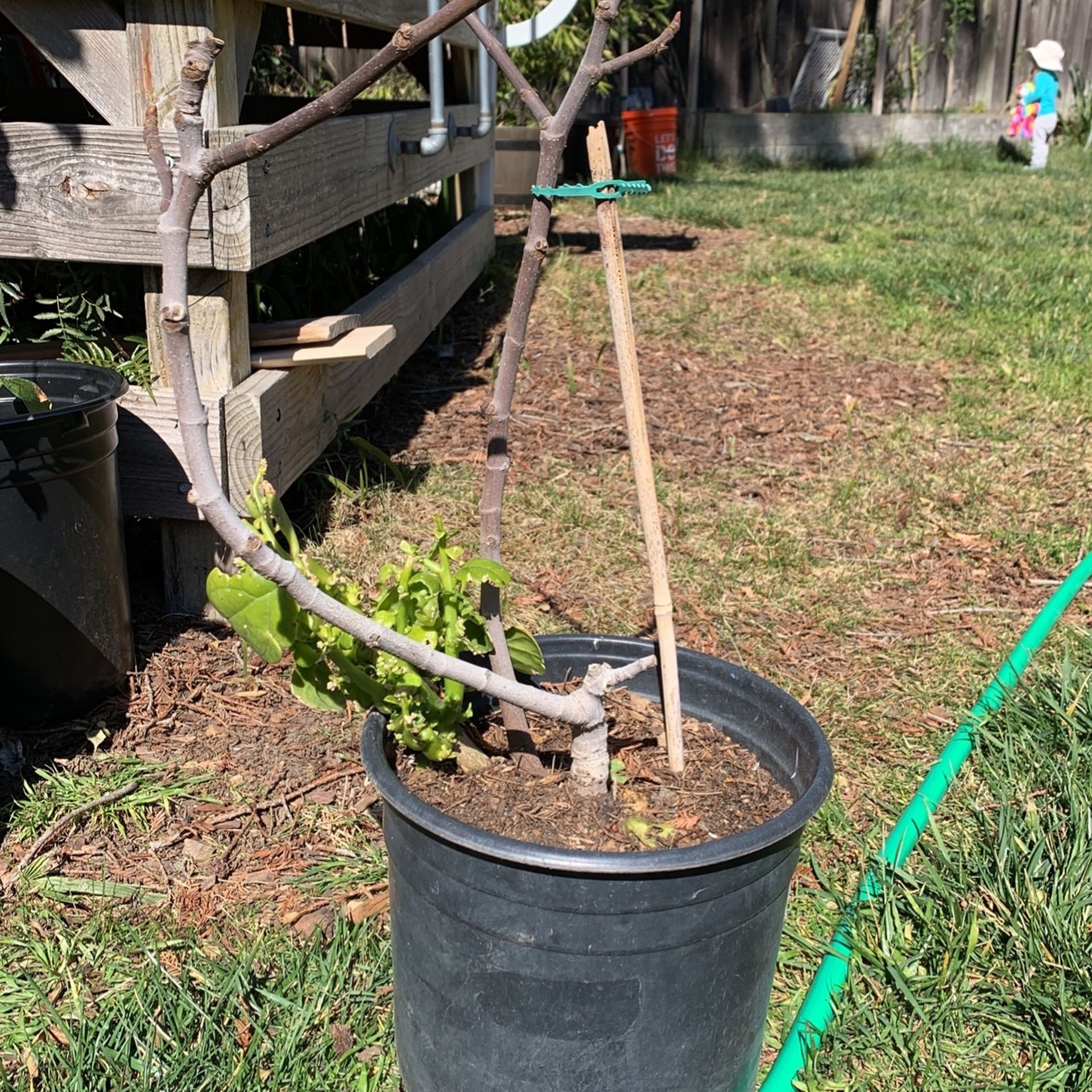 Fig Tree- 2 Year Grow $15