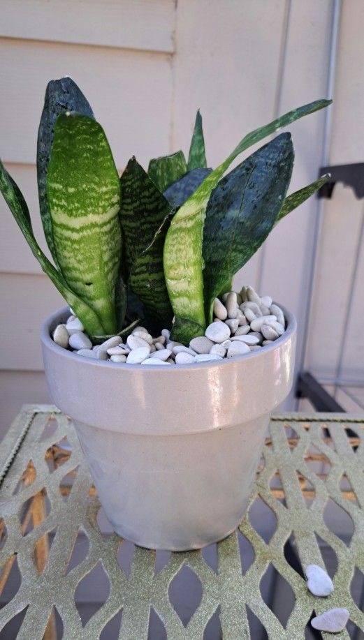 Imperfect Snake Plant In 4 " T LIGHT GRAY Ceramic POT, 9" TOTAL HEIGHT