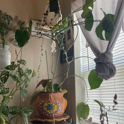 Oversize Monstera plant with Spanish terra-cotta pot.