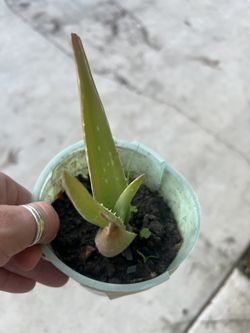Plants