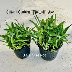 Ciliaris Climbing Firewall Sclnt. Plant $20 Each 