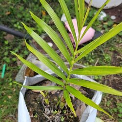 Clumping Palm, 1 Gal, bushy, no trunk variety
