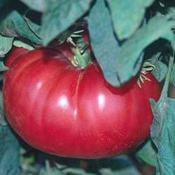 Organic Sweet Pink Monster Tomato Plants 