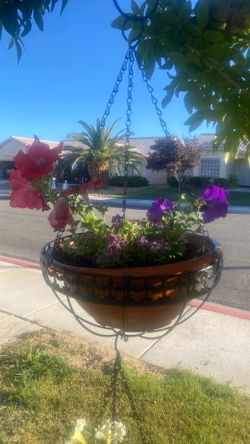 Purple Alusium And Petunias And Metal Frame 