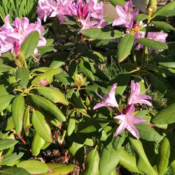 English Roseum Rhododendron 