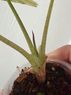 Alocasia Wentii Pink/Albo