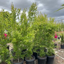 Pomegranate Fruit Tree