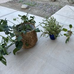 3 Live Indoor Plants – Healthy & Well-Kept 