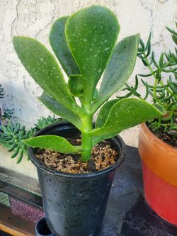 Plants Succulet >> Please See Description