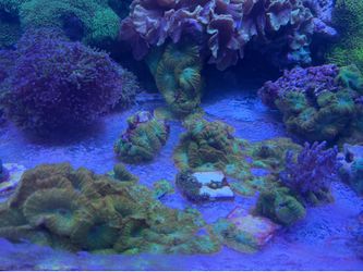 Saltwater aquarium decorations