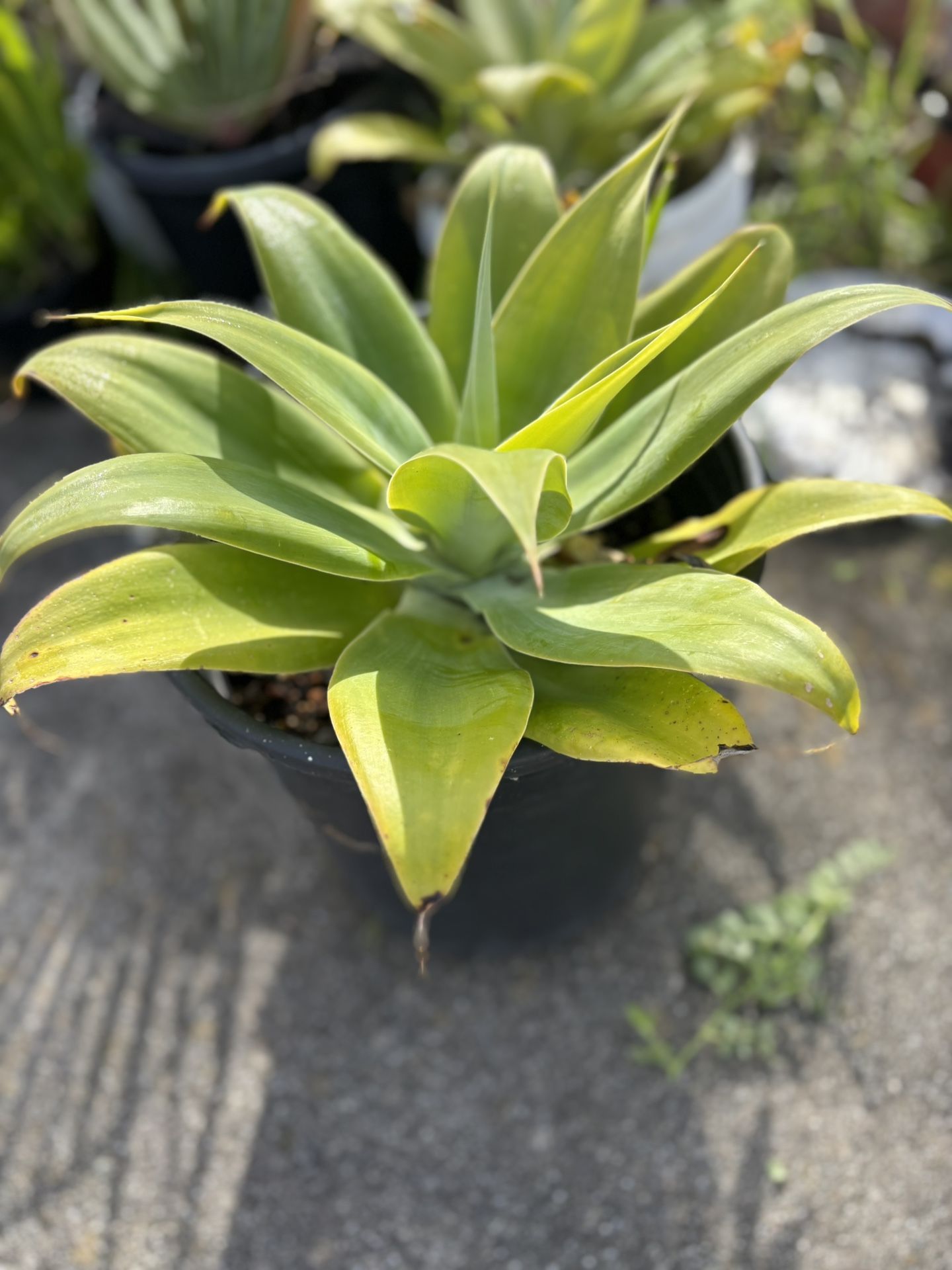 Big Collection Of Plants Most Of Them In 5 Gallon Pot