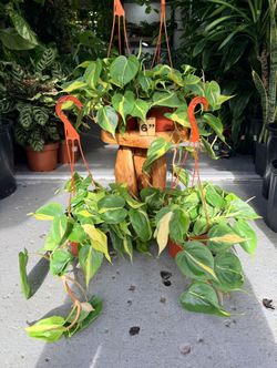 6” Philodendron Brazil $21.99💚💛💚