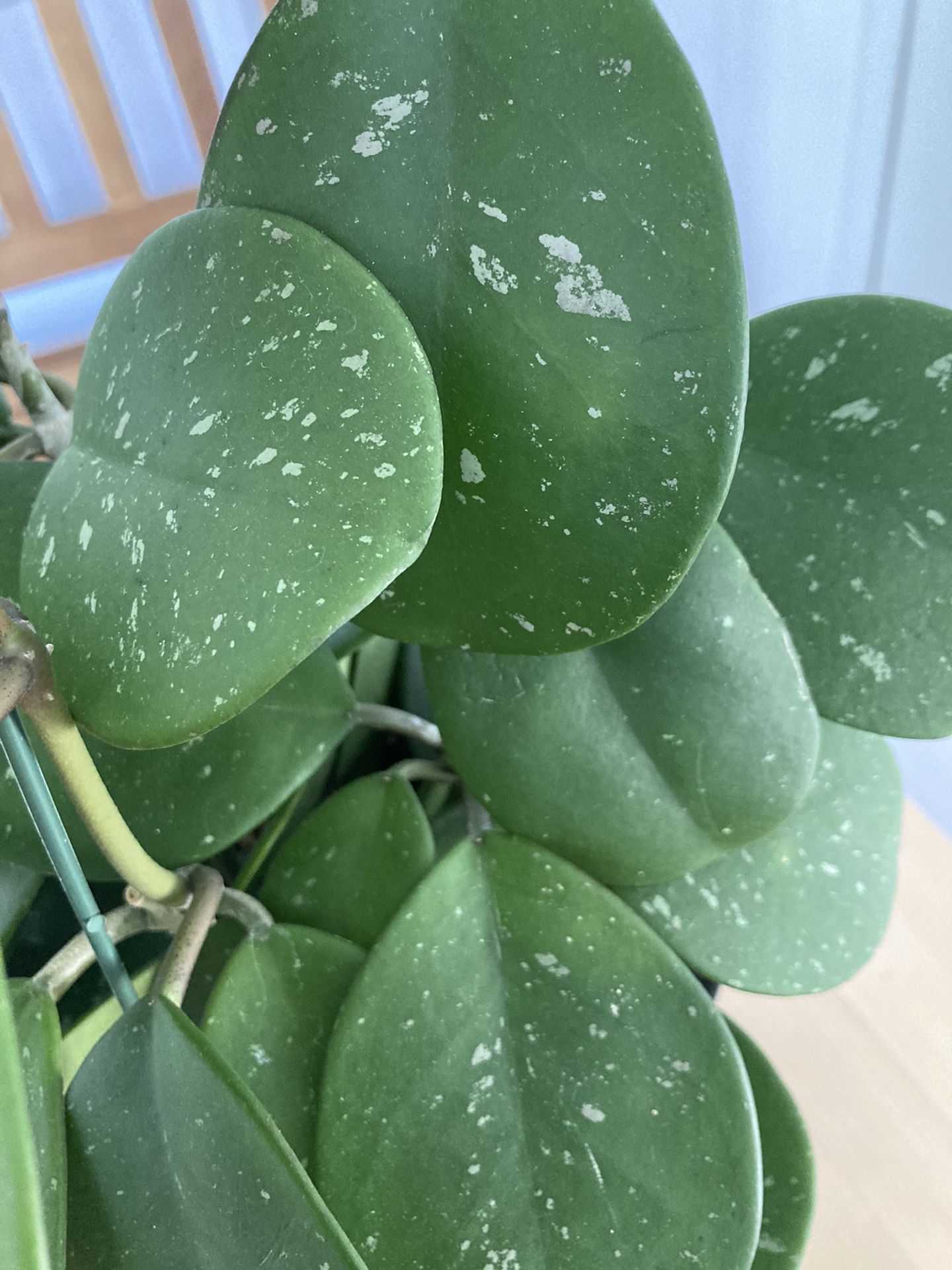 Hoya Obovata Splash In 6” Hanging Pot