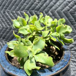 Succulent Cuttings Starters Plantings 