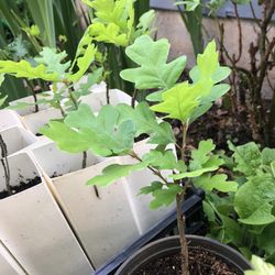 Oregon White Oak Saplings