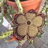 Valeria's Garden 