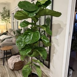 Beautiful Real Live 5’5” feet tall Fiddle Leaf Fig Plant Tree With White Pot