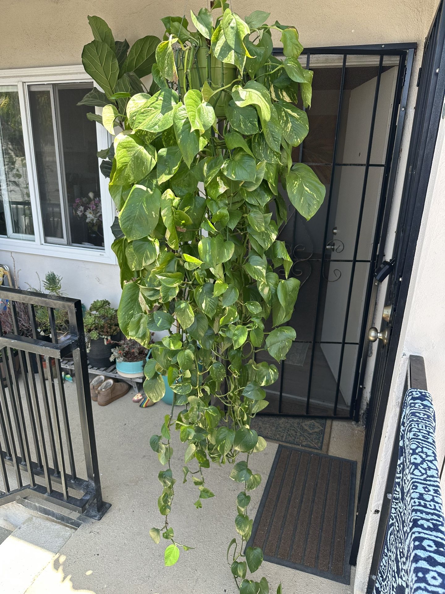 House Plant