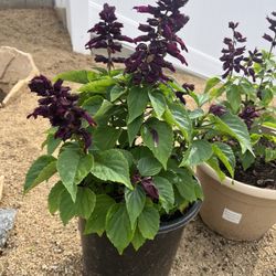 Salvia Purple Potted Healthy Large Plant 