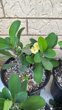 Crown of thorns