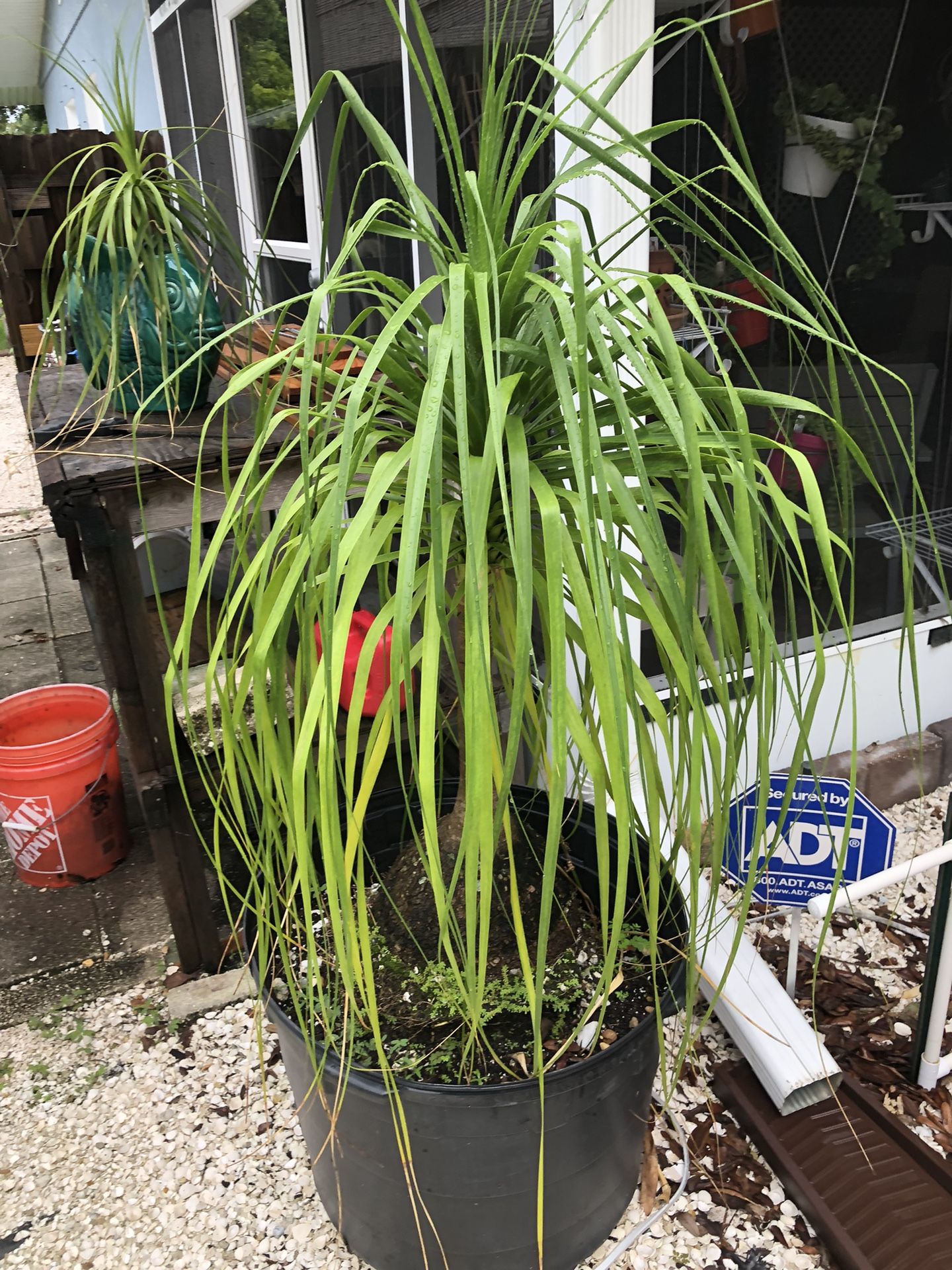Ponytail Palms, (1) 4-5 Feet And (3) Smaller Ones
